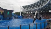 PICTURES/Disney, Shamu &  Potter/t_Orcas Jumping8.jpg